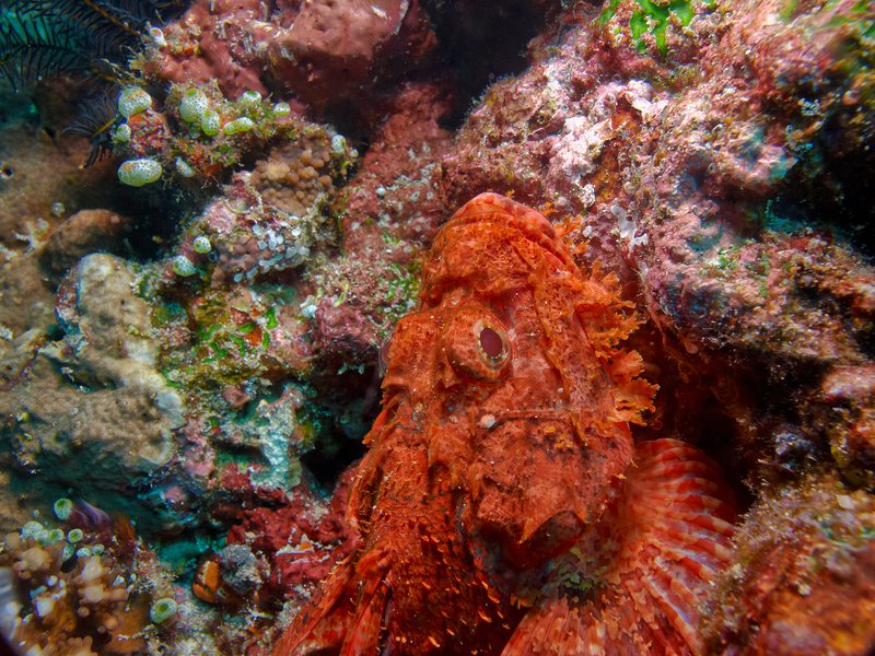 Scorpion Fish, Batee Tokong